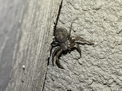 Bassaniana utahensis