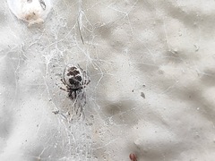 Araneae