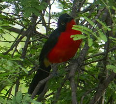 Laniarius erythrogaster