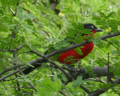 Laniarius erythrogaster