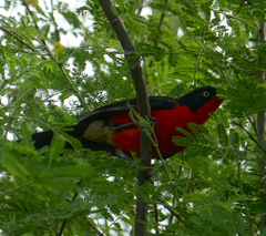 Laniarius erythrogaster