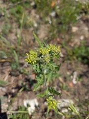 Sisymbrium loeselii