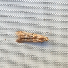 Ancylosis cinnamomella