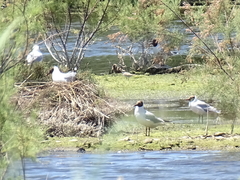 Chroicocephalus ridibundus