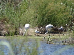 Phoenicopterus roseus