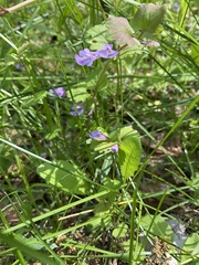 Glechoma