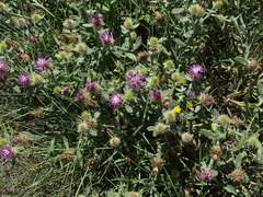 Centaurea seridis