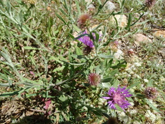 Centaurea valentina