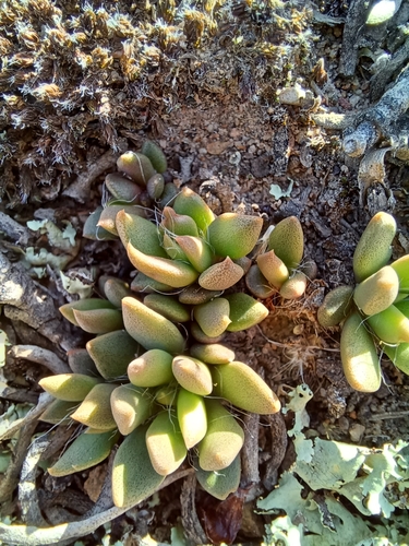 Anacampseros lanceolata
