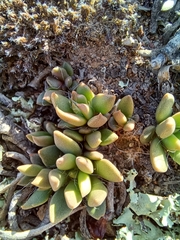 Lance Anacampseros (Anacampseros lanceolata)