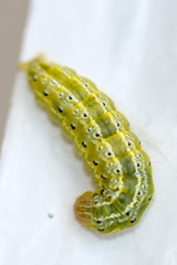 Cydalima perspectalis