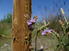 Limonium dufourii