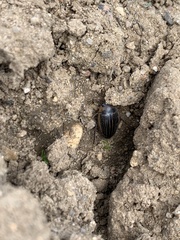 Hydaticus continentalis