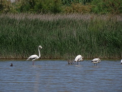 Phoenicopterus roseus