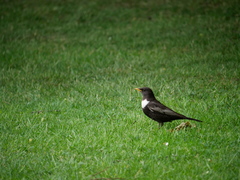 Turdus torquatus torquatus
