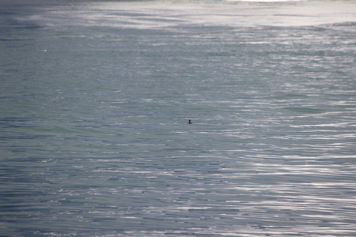 photo of Pigeon Guillemot (Cepphus columba)