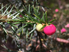 Leptecophylla oxycedrus