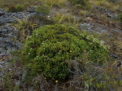 Veronica topiaria