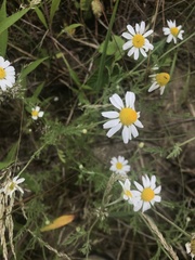 Anthemis ruthenica