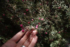 Leptecophylla oxycedrus