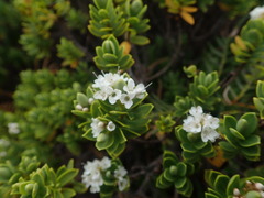 Veronica topiaria