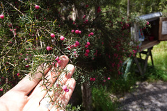 Leptecophylla oxycedrus