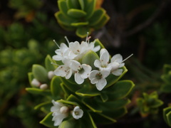Veronica topiaria