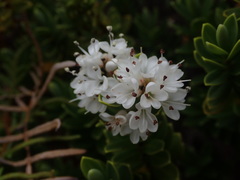Veronica topiaria