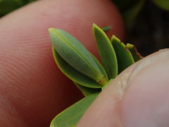 Veronica topiaria