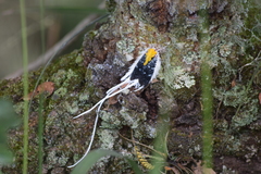 Cerogenes auricoma