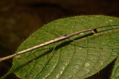 Singaporoidea meneptolemus