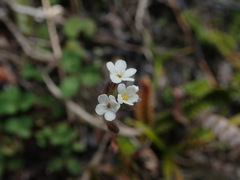 Myosotis brockiei