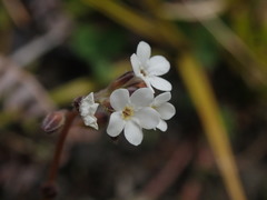 Myosotis brockiei