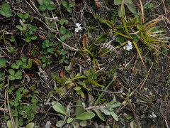 Myosotis brockiei