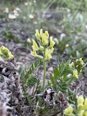 Oxytropis maydelliana