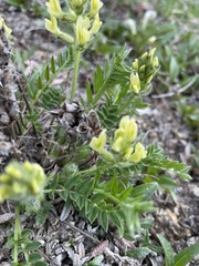 Oxytropis maydelliana