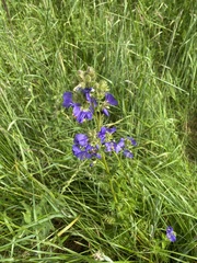 Polemonium caeruleum