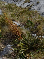 Aciphylla ferox