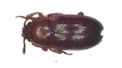 Dacne bipustulata