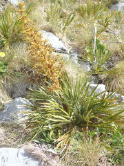 Aciphylla ferox