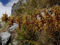 Aciphylla ferox