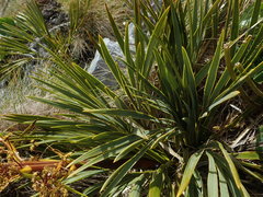 Aciphylla ferox