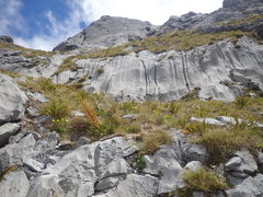 Aciphylla ferox