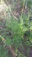 Osmorhiza depauperata