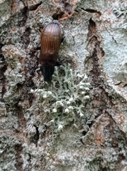 Melandrya dubia