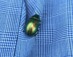 Chrysolina graminis