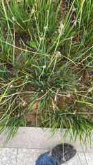 Tulbaghia violacea