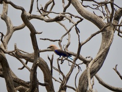 Coracias cyanogaster
