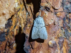 Sympistis greyi