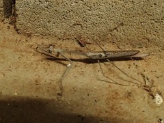 Archimantis quinquelobata